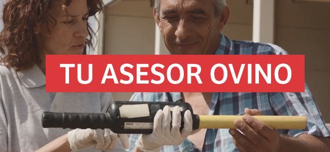 Tu asesor ovino