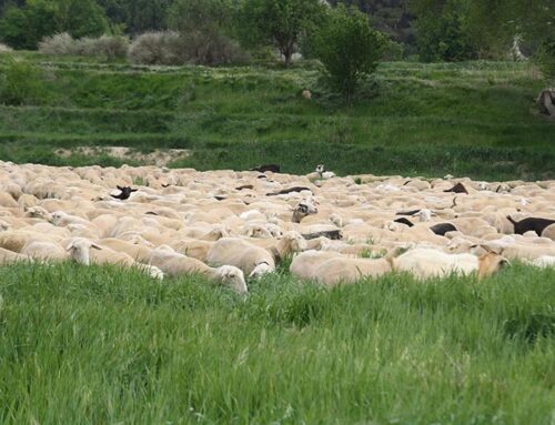 Mejorar la alimentación y el manejo del rebaño disponiendo de tierra para hacer cultivos para el ganado en Aragón es fácil