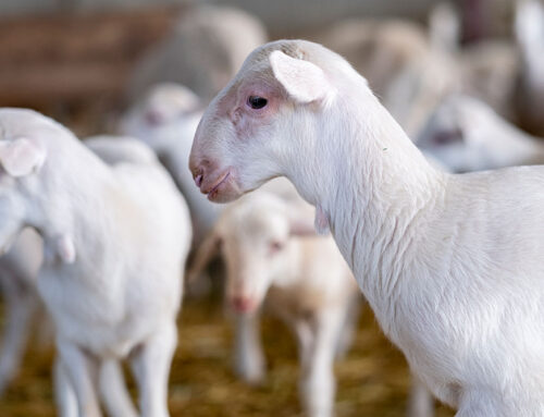 La poda del almendro y la desestacionalización del ovino