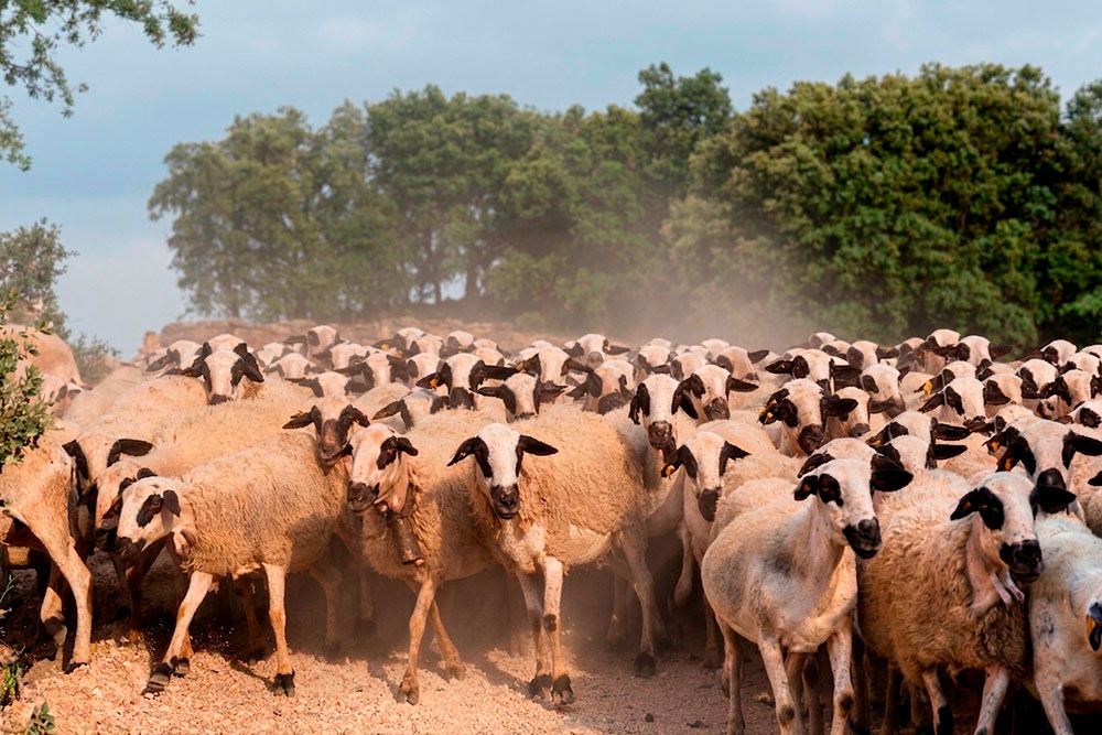 raza de ovejas ojinegra de teruel