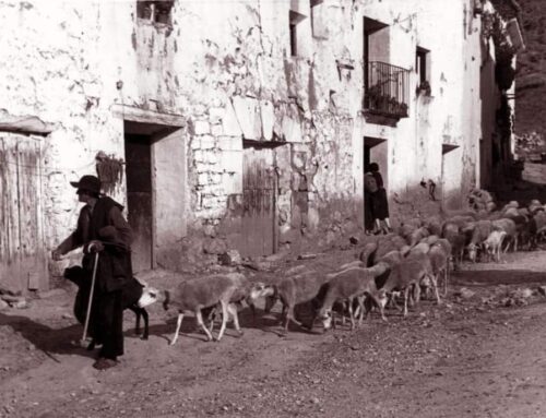 La trashumancia en la Sierra de Albarracín: una tradición ganadera que sigue viva